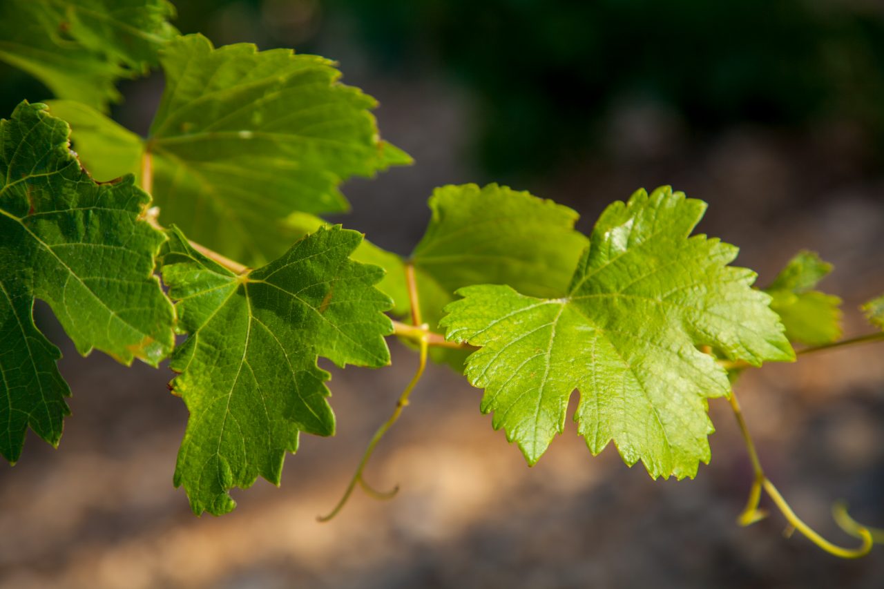 DOMAINE ALAIN CHABANON — vue 3