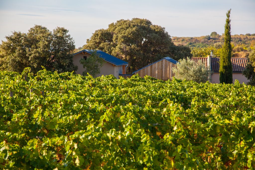 Une vidéo pour découvrir les vignes et le travail d'Alain Chabanon