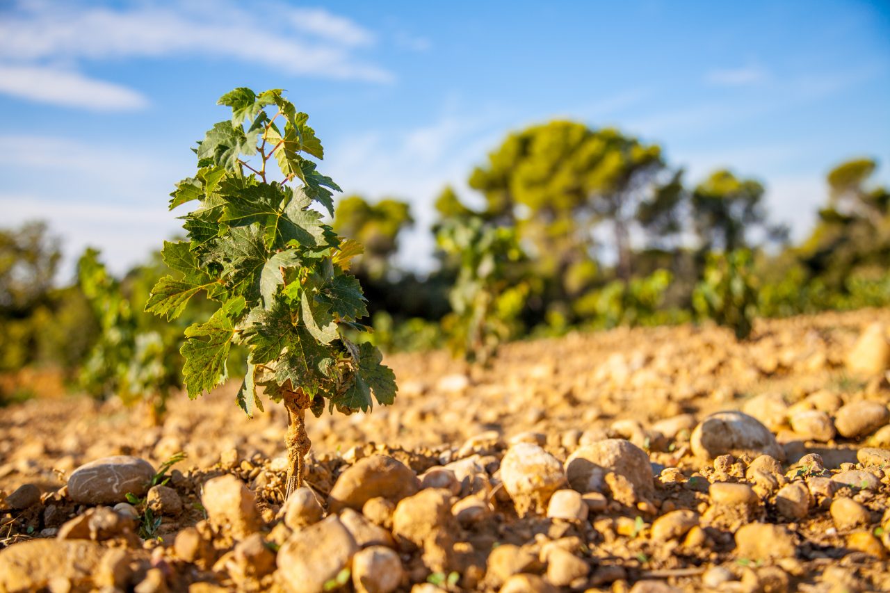 DOMAINE ALAIN CHABANON — vue 2