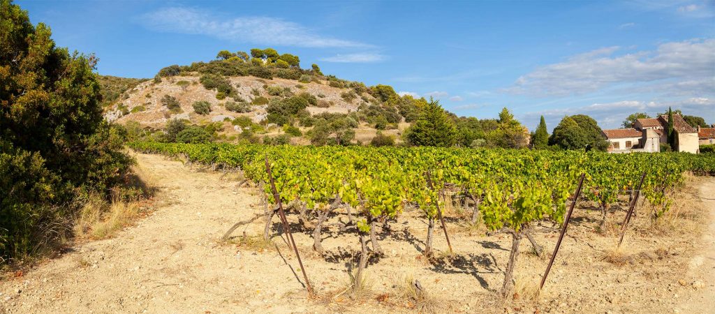 Je dois à mon père le goût et l’amour du vin