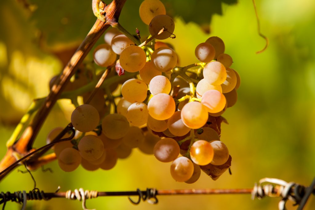 LA BIODYNAMIE PERMET D’OUVRIR LES YEUX ET INVITE À REGARDER CE QUI SE PASSE AUTOUR DE SOI